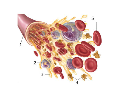 Skład krwi - der Blutbestandteile