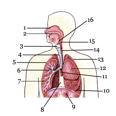 układ oddechowy