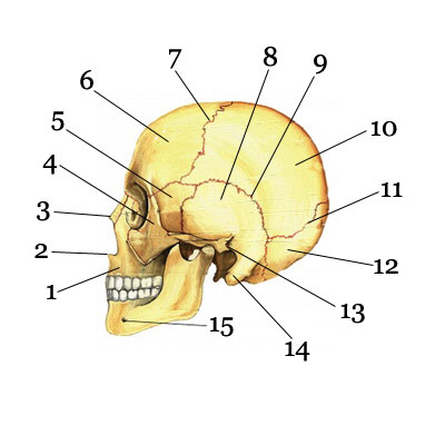 widok boczny czaszki