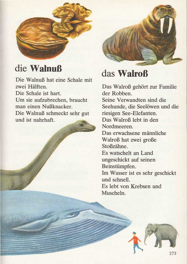 die Walnuss