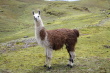 lama