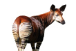 okapi