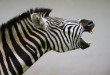 zebra