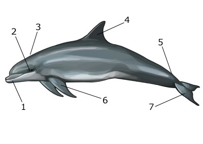 Budowa ciała delfina (äußere Merkmale eines Delphins)