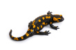 salamandra