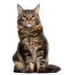 kot maine coon