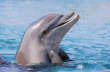 delfin