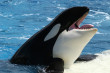 orka
